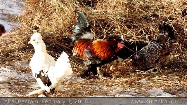 Altai Bantam, February 4, 2016 www Kuraaltai ru Алтайская Бентамка Алтай Барнаул смотреть онлайн