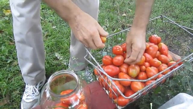 Квашенные помидоры рецепт-" киевляне в глухомани" смотреть онлайн