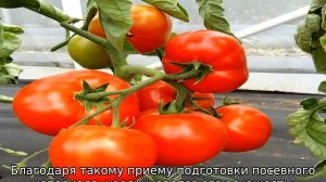 Томат Дебют