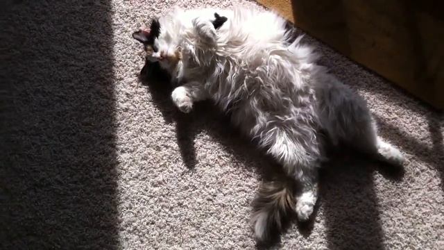 The Adventures of Fluffy Butt смотреть онлайн