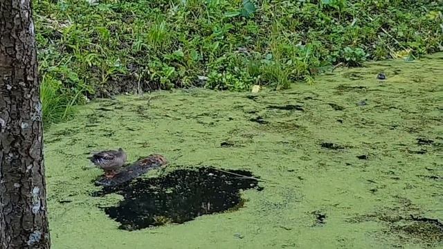 КАЧКА.  ЗВУКИ КАЧКИ  ГОЛОС КАЧКИ.  Качки в Трускавці