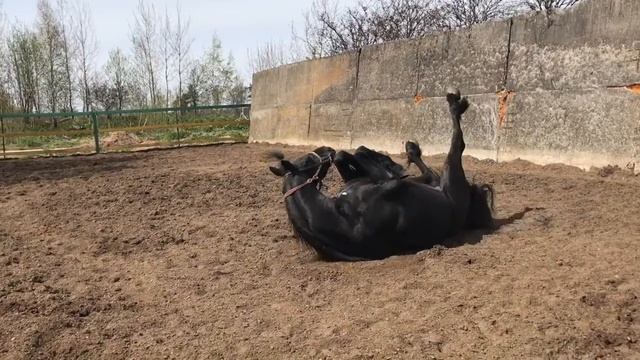 Вот такое настроение у фризского жеребца Брабуса.) смотреть онлайн