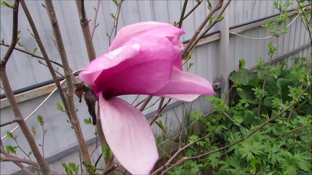 Магнолия суланжа, коллекция Коровиной И.И. смотреть онлайн