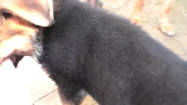 ЩЕНКИ Немецкой Овчарки 2 месяца Puppies German shepherd! смотреть онлайн