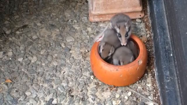 Rodent Sounds For Kids To Learn - Rodents Documentary With 18 Different Types Of Rodents