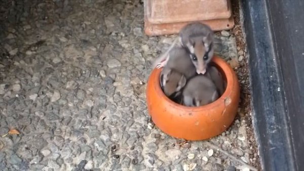 Rodent Sounds for Kids to Learn - Rodents Documentary with 18 Different Types of Rodents