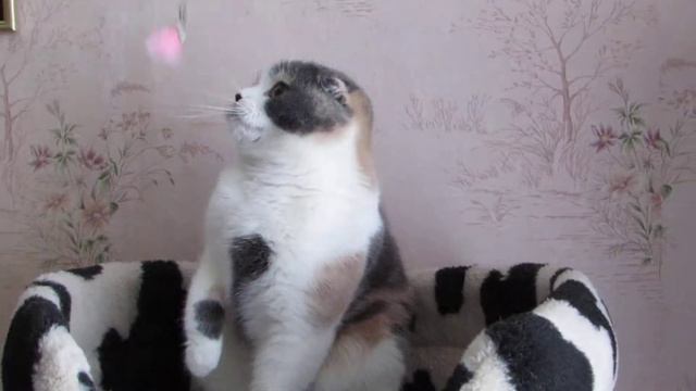 Elza Fate Smile - ПРОДАЖА/SALE !!! смотреть онлайн