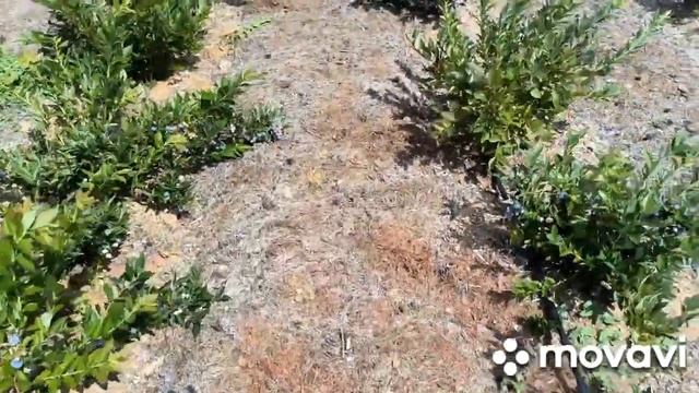 Голубика 2023. Самый лучший сорт на мой взгляд !!!