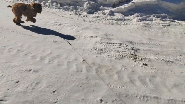 #1 Влог. Приехали погулять на свою дачу смотреть онлайн
