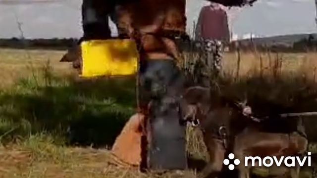 Кане-Корса защитная собака "Арес" школа охранных собак. Дмитрий Петровский смотреть онлайн