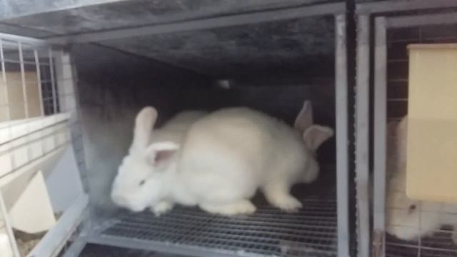 Новые клетки для молодняка кроликов ЛПХ УШКО. смотреть онлайн