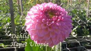 Георгины 2020 Декоративные сорта часть 1