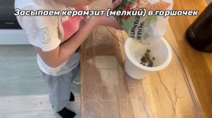 Выращивание мандаринового дерева часть 1. Макс