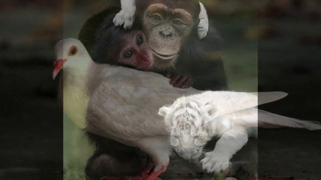 คนที่แสนดี - By BlackSmid Cover Animal Cute смотреть онлайн