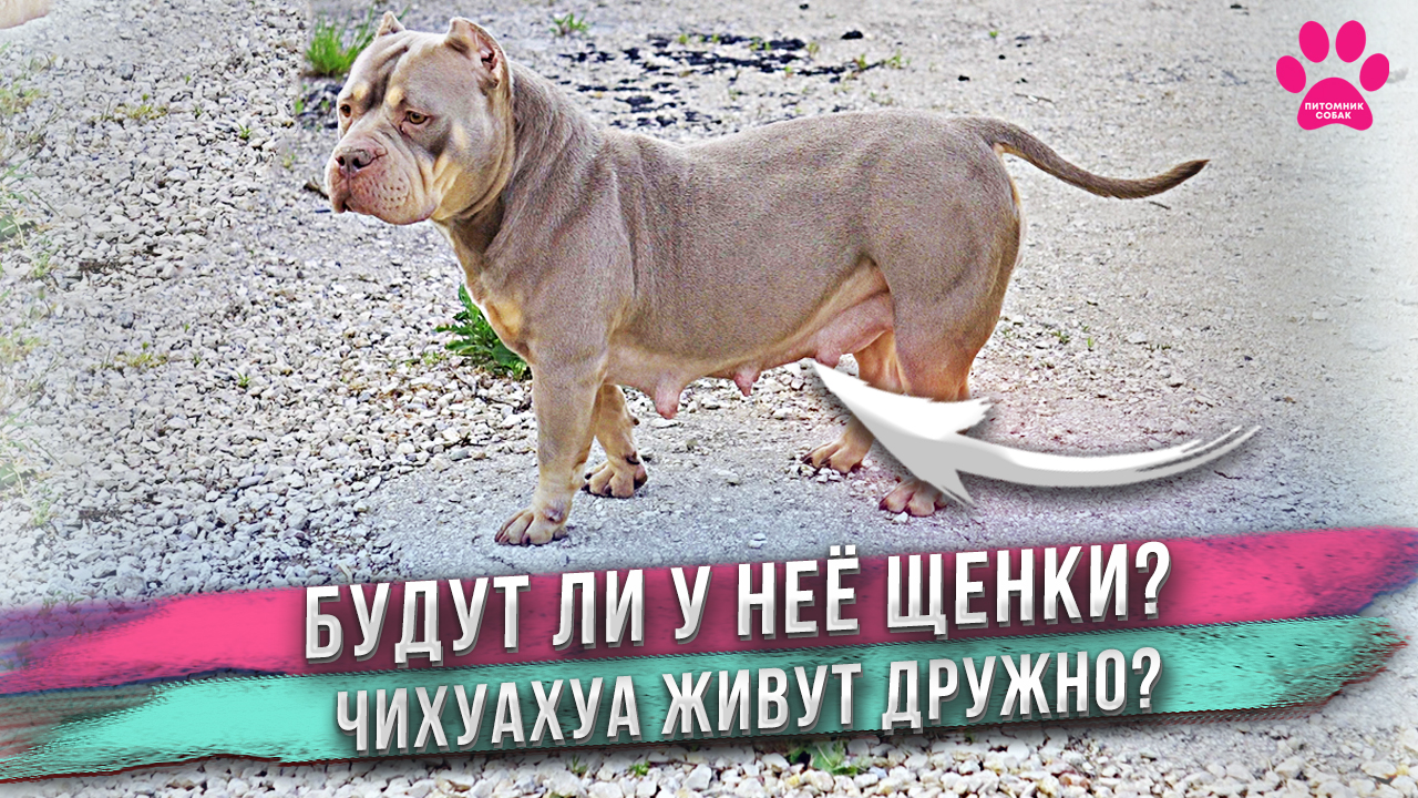 Будут ли у неё щенки? Чихуахуа живут дружно? Улучшения в питомнике. смотреть онлайн