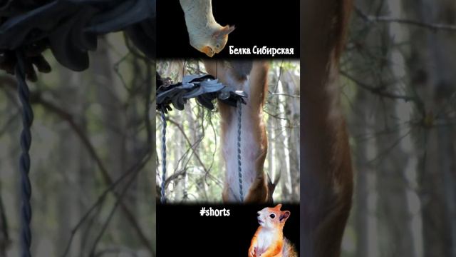 Белка-мама акробатка