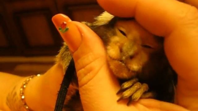 карликовая белоухая игрунка смотреть онлайн