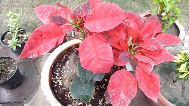 POINSETTIA PLANT смотреть онлайн