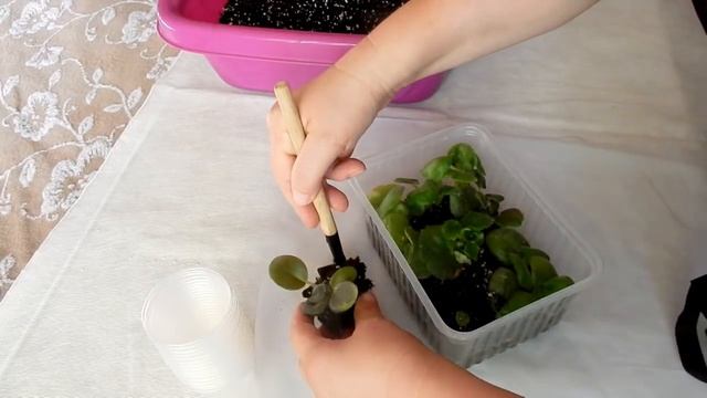 Узамбарская фиалка пересадка деток в стаканчики комнатные цветы уход смотреть онлайн