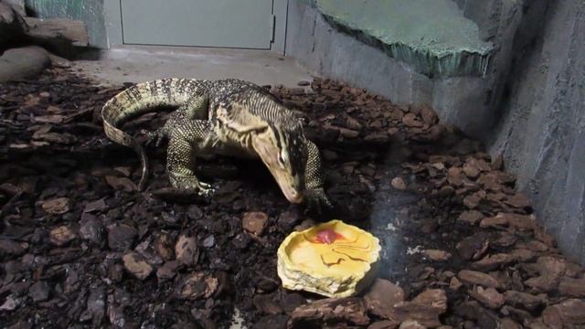 Кормление варанов и крокодилов 05.07.2019 смотреть онлайн