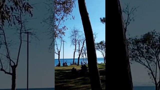 Ароматные деревья - ароматное настроение. Эвкалипты. Прогулка по Анталии. смотреть онлайн