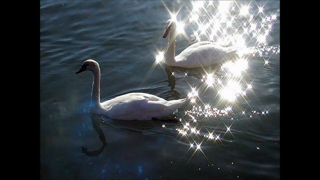 Swan - Master and Commander смотреть онлайн