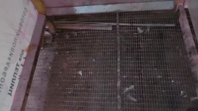 Клетка для курицы смотреть онлайн