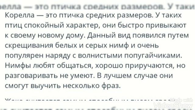 4 вида попугаев для домашнего содержание смотреть онлайн