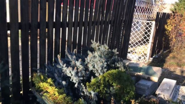 Пересадка голубой ели смотреть онлайн