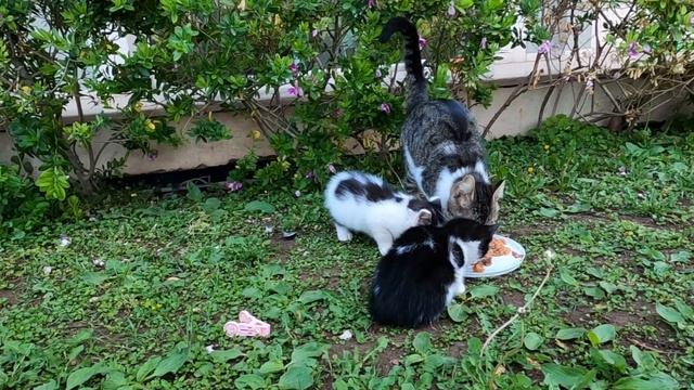 Mother cat and kitten meowing for food смотреть онлайн