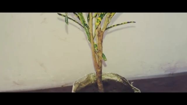 Care Tips On Crotons|My Crotons | Sun Gold Crotons Care Tips| Crotons Ki Dekhbhaal Kaise Karen