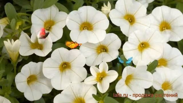 Калибрахоа обыкновенный Каблум Вайт (kablum vayt) ? обзор: как сажать, семена калибрахоа Каблум Вай смотреть онлайн