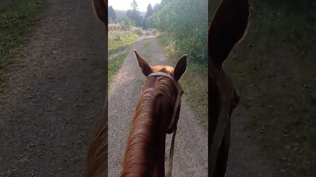 Поездка на лошади по лесу. смотреть онлайн
