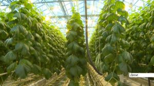 Виктор Томенко и Борис Горкунов обсудили задачи развития тепличного комбината в Барнауле