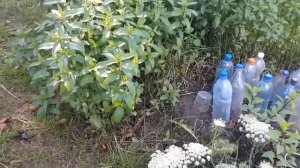 Мелиса и мята. Как правильно выбрать место и посадить мелису и мяту