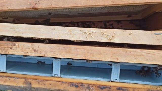 Украинская степная на 07.05.21 Обзор семей от разных материнок смотреть онлайн