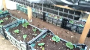 Клубника в ящиках