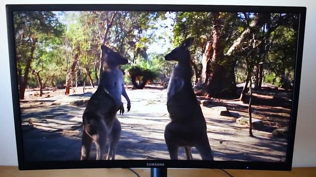 Monitor Curvo Samsung C24FG70 - Review Tecnoblog смотреть онлайн