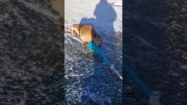 Енот какает на ледобур. смотреть онлайн