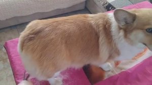 Корги стрижка