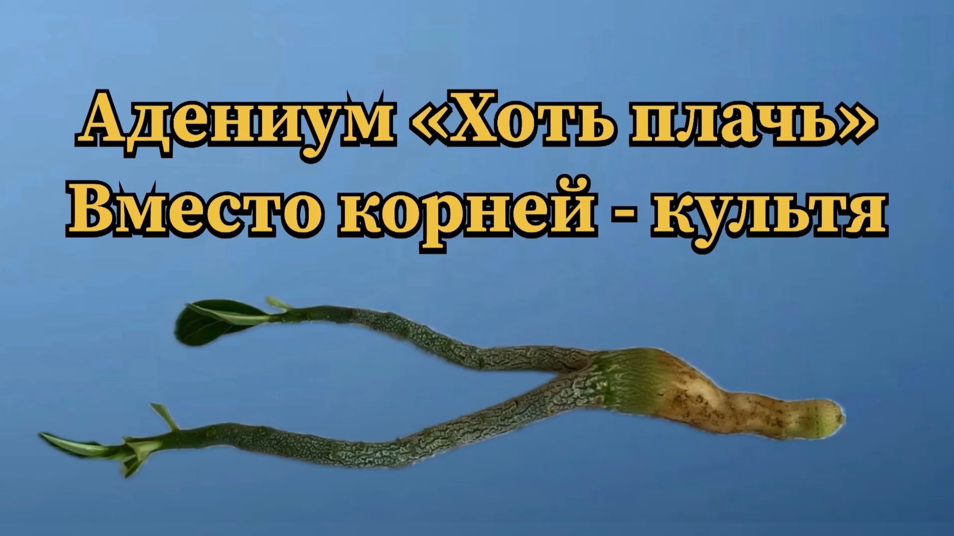 Корни и макушки. У адениумов как у людей, судьбы разные. Мои наблюдения и выводы. 5 сентября 2024 г смотреть онлайн