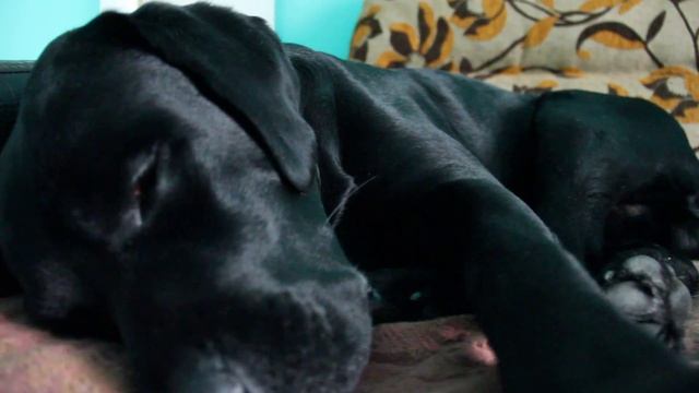 Лабрадор: бег и лай во сне смотреть онлайн