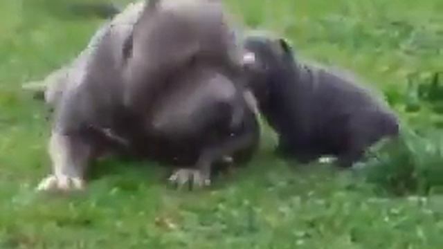 Крошка сын к отцу пришёл смотреть онлайн