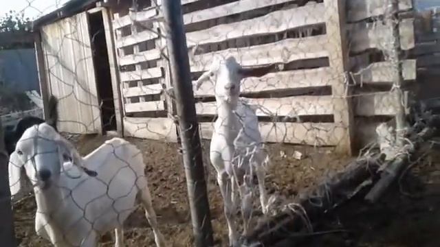 Коза не дает покрыться? смотреть онлайн