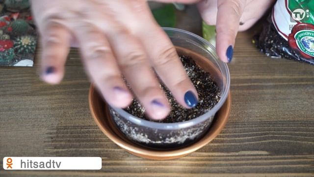 Как черенковать суккуленты ? Размножение суккулентов ✔️ смотреть онлайн