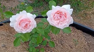 Пушкин и Roberto Capucci - мощь и аромат!