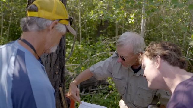 Yellowstone - The Wolves Are Back | Wildlife Documentary