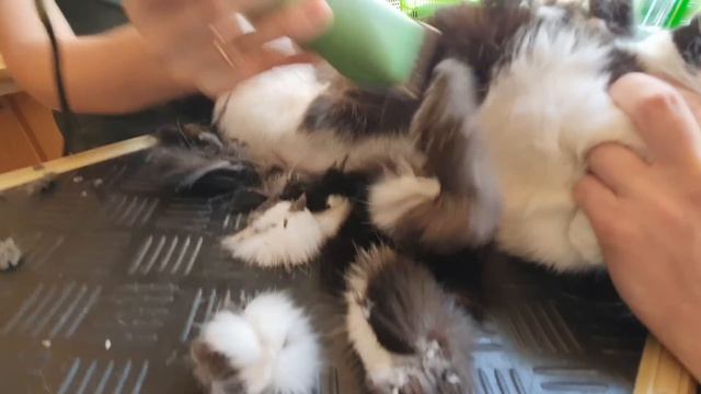 Visited Barbershop. I'm Shocked! смотреть онлайн
