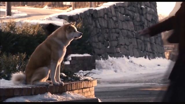 Кот муфтия не покидает могилу хозяина смотреть онлайн