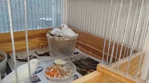 Чем питается кормящая мать птенцов канареек.